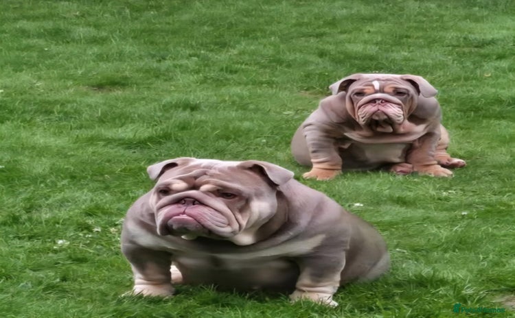 English Bulldog dogs - Advert 2
