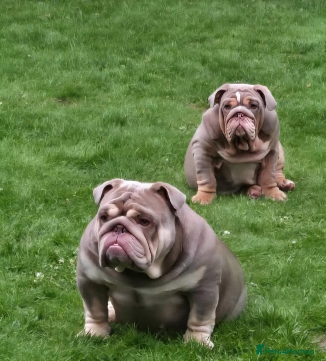 English Bulldog dogs for sale: English bulldog - Image 1