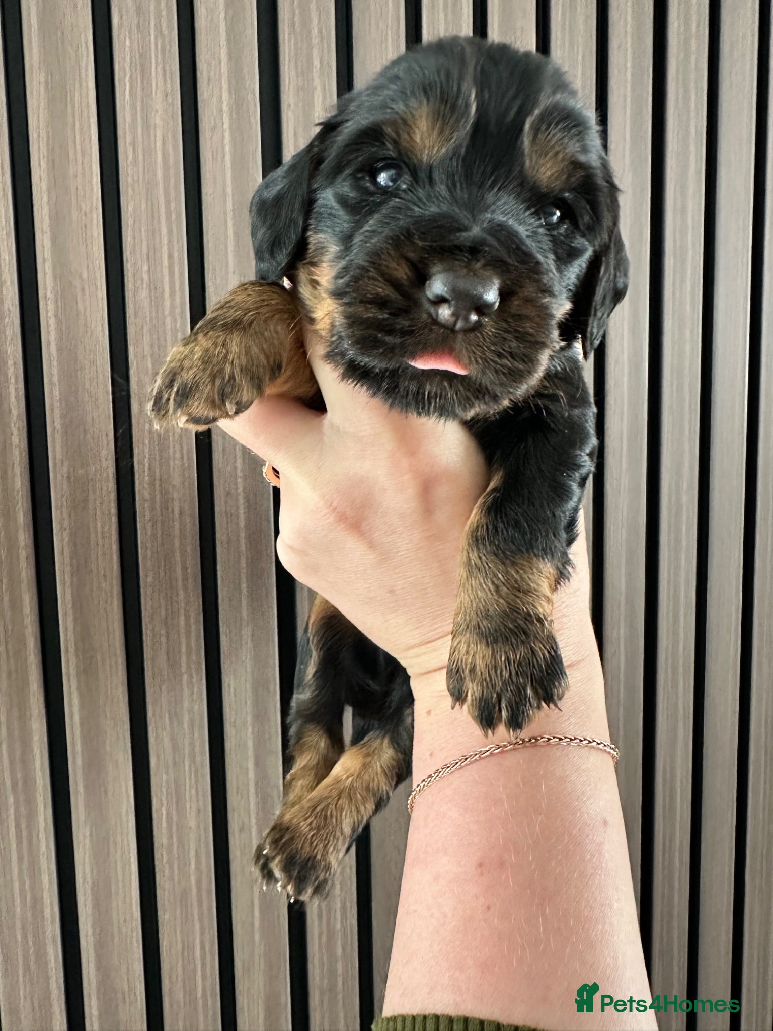 Cocker Spaniel dogs KC Registered Cocker Spaniels–DNA Clear Parents 👑 - Advert 18