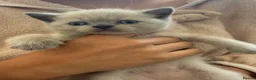 British Shorthair cats for sale: British shorthair colourpoint kittens  - Advert 12