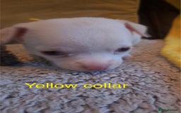 Chihuahua dogs for sale: Beautiful Chihuahua Puppies  - Image 11