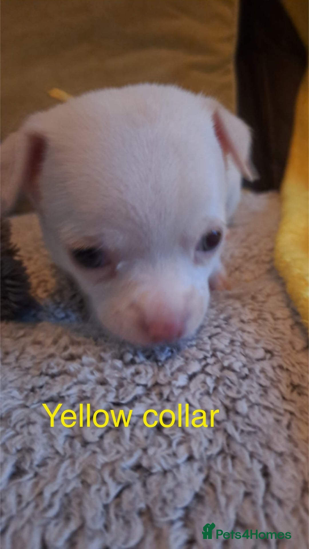 Chihuahua dogs for sale: Beautiful Chihuahua Puppies  - Image 11
