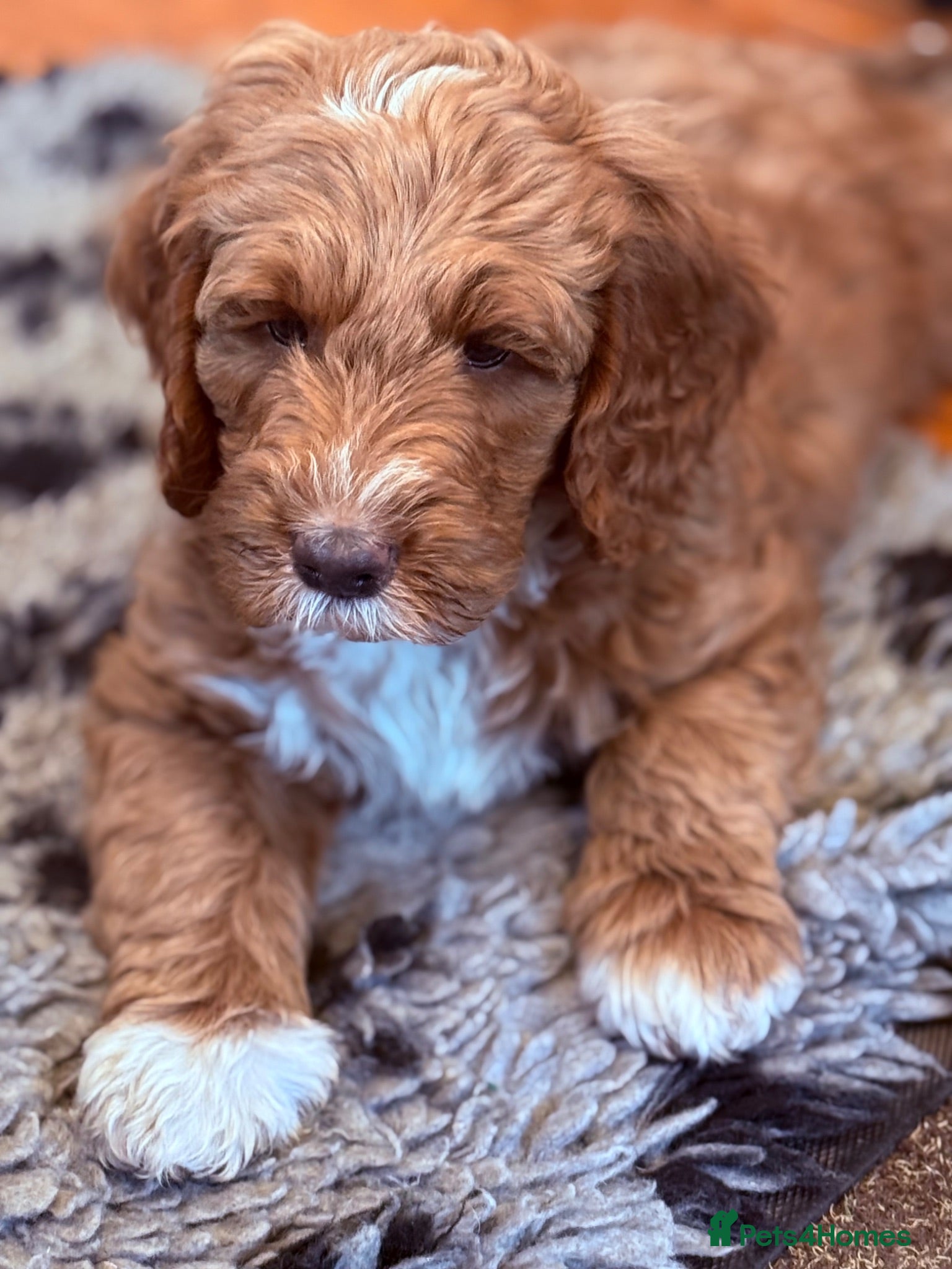 Australian Labradoodle dogs Australian labradoodles  - Advert 1