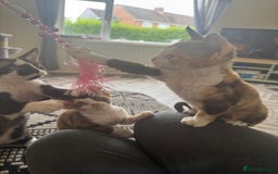 Devon Rex cats for sale: Aramis - Only 2 left Devon Rex Kittens – Exceptional Type  - Image 5