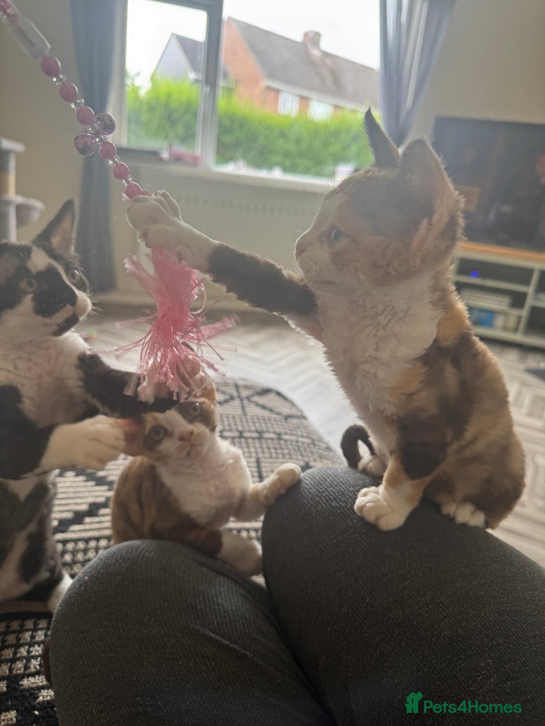 Devon Rex cats for sale: Aramis - Only 2 left Devon Rex Kittens – Exceptional Type  - Image 5