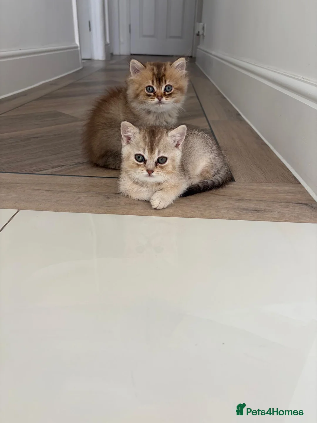 British Shorthair cats for sale: British blue short - Advert 2