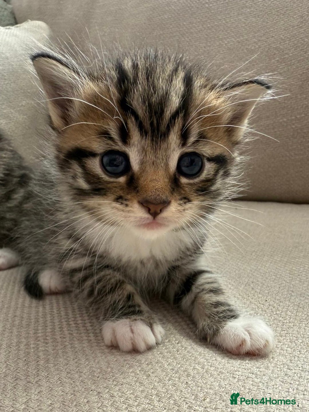 Siberian cats for sale: Five fluffy kittens  - Image 7