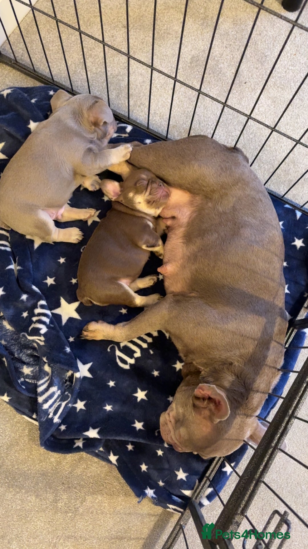 French Bulldog dogs for sale: Lilac and tan male, chocolate and tan female  - Image 8