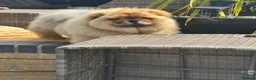 Chow Chow dogs for sale: MALE CHOW CHOW REAVAILABLE  - Advert 10