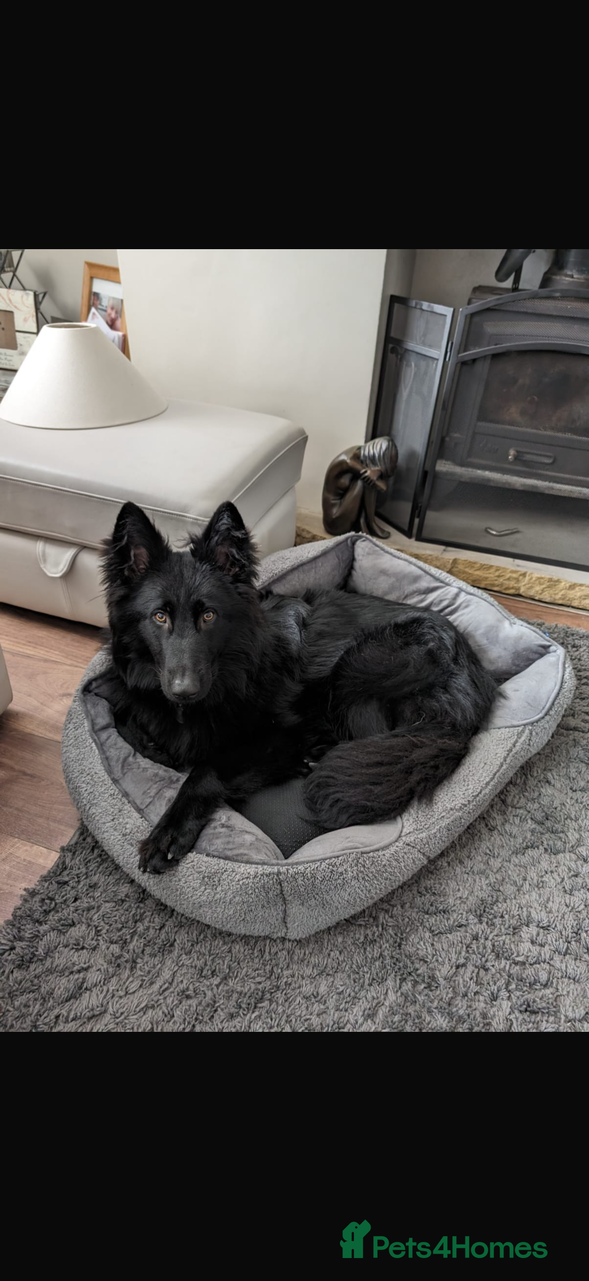 German Shepherd dogs Black 2 year old German Shepherd Female  - Advert 9