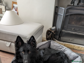 German Shepherd dogs Black 2 year old German Shepherd Female - Advert 9