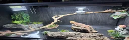 Bearded Dragon reptiles for sale: Beautiful girl sadly for sale  in Brighton - Advert 3