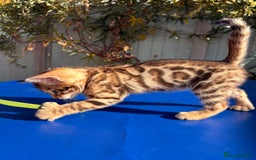 Keetso cats for sale: Stunning golden keetsos  - Image 17