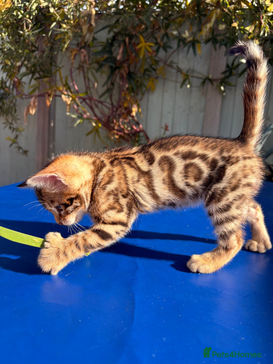 Keetso cats for sale: Stunning golden keetsos  - Image 17