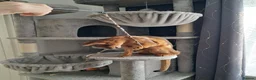 Abyssinian cats for sale: Abysinian female kitten looking for a new home in High Wycombe - Advert 2
