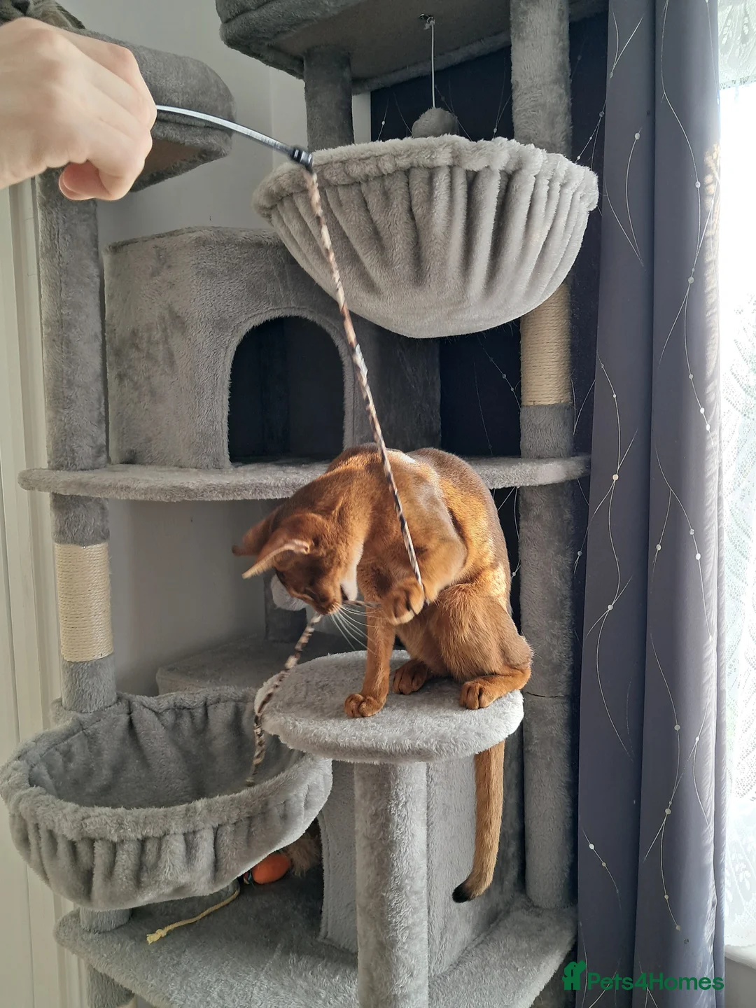 Abyssinian cats for sale: Abysinian female kitten looking for a new home in High Wycombe - Advert 2