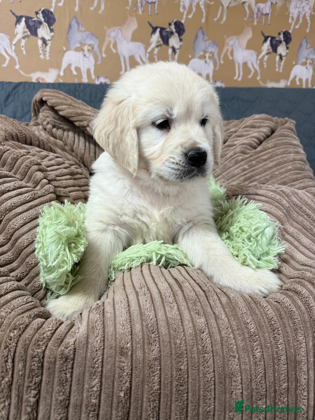 Golden Retriever dogs for sale: Kc registered DNA clear Golden Retriever Puppies - Advert 30