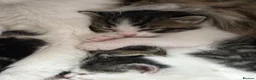 Mixed Breed cats for sale: Beautiful & Bonnie Boys & Mumma - Advert 22