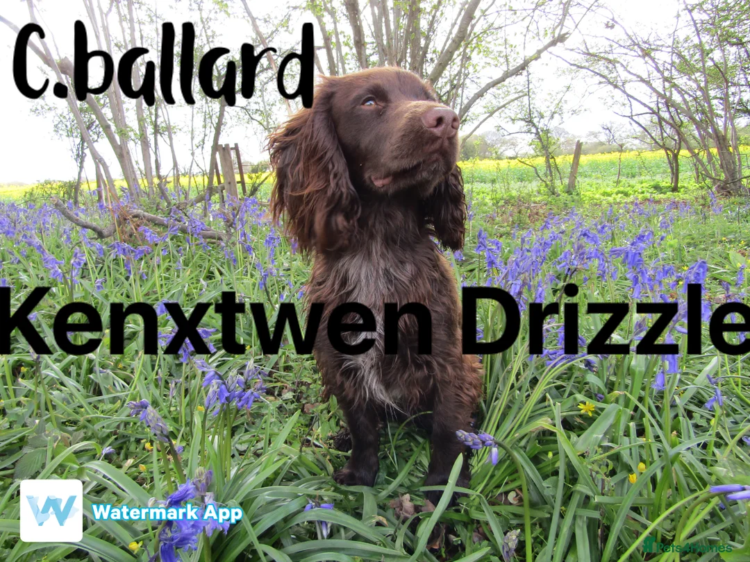 Cocker Spaniel dogs for stud: Fully health tested working cocker spaniel in Stockbridge - Advert 2