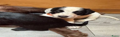 Orange collar boy