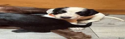 Cocker Spaniel dogs for sale: Beautiful Cocker Spaniel Puppies  - Advert 12