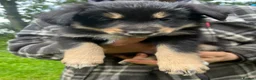 Mixed Breed dogs for sale: Collie x huntaway  - Advert 2