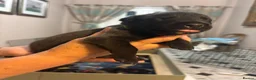 Mixed Breed dogs for sale: Rotty Lurcher  - Advert 6