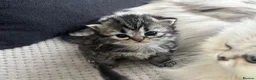 Persian cats for sale: Beautiful Purebred Persian Kittens for Sale - Advert 13