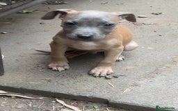 Mixed Breed dogs for sale: Staff x corso pups  - Image 4