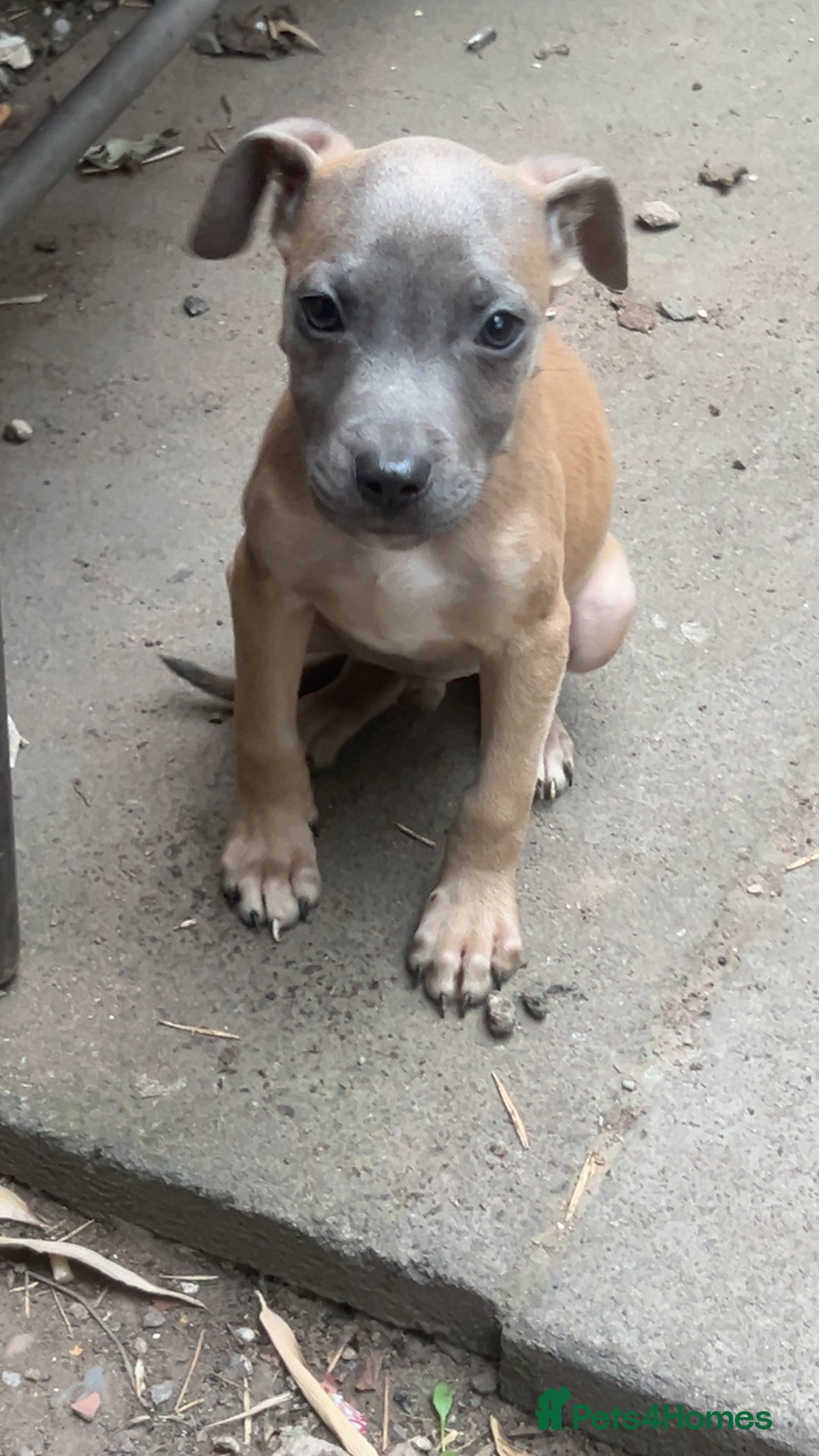 Mixed Breed dogs for sale: Staff x corso pups  - Image 4