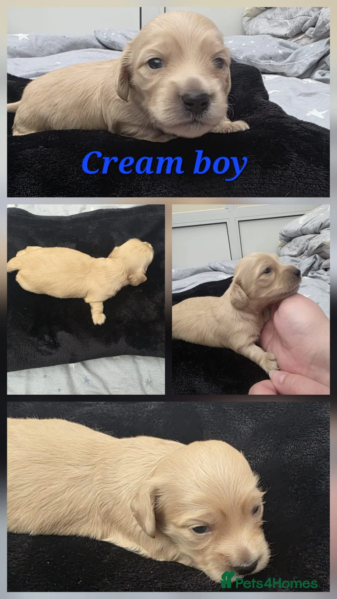 Miniature Dachshund dogs for sale: Long Haired miniature dachshund puppies in Reading - Advert 2