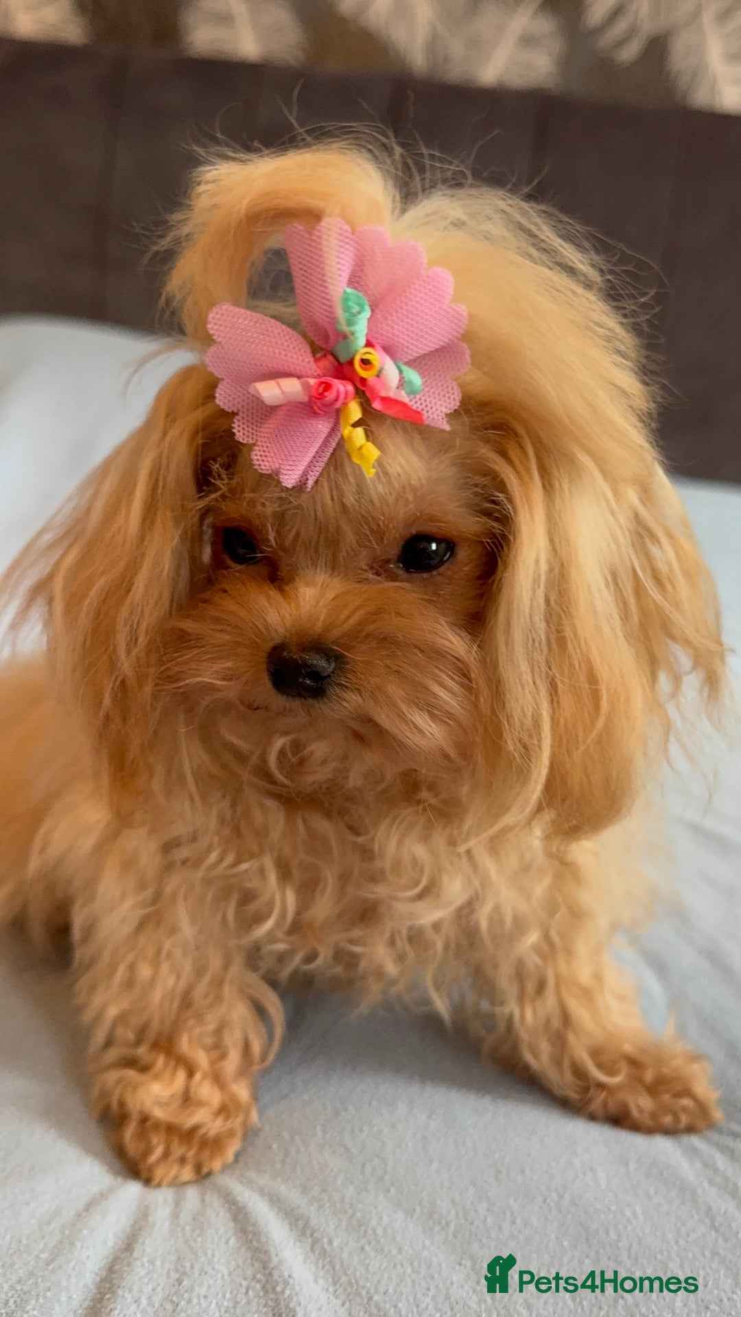 Maltipoo dogs for sale: Small Maltipoo female for sale - Advert 6