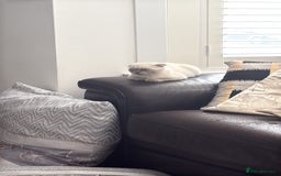 Scottish Fold cats for sale: Beautiful white/grey female Scottish fold for sale - Image 5
