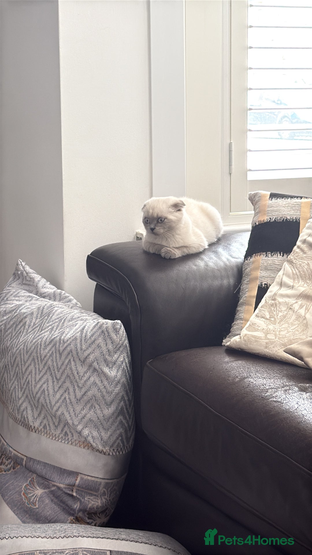 Scottish Fold cats for sale: Beautiful white/grey female Scottish fold for sale - Image 5