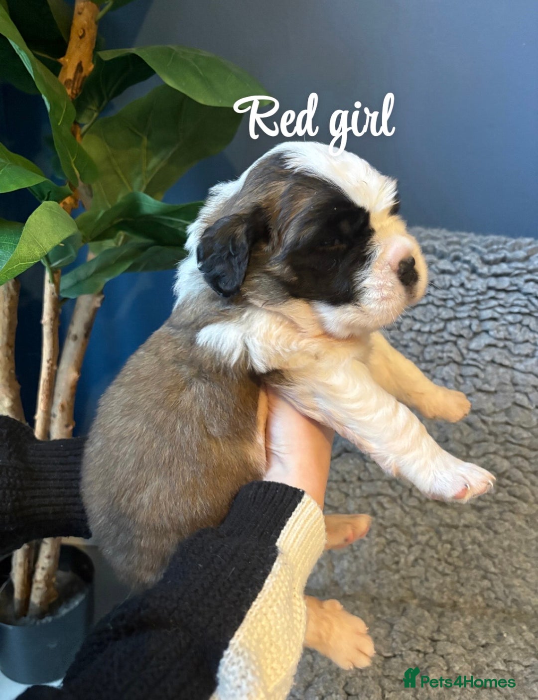 Saint Bernard dogs for sale: Litter of Saint Bernard puppies - Advert 24