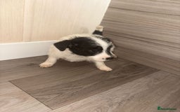 Jack Russell dogs for sale: 3 beautiful puppy’s  - Image 7