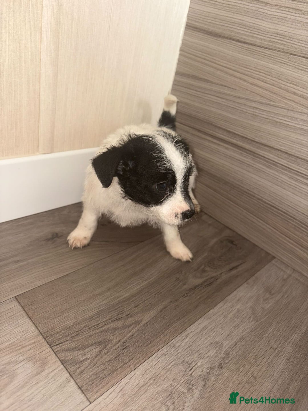 Jack Russell dogs for sale: 3 beautiful puppy’s  - Image 7