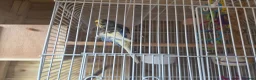 Budgerigars birds for sale: 2x budgies for sale - Advert 2