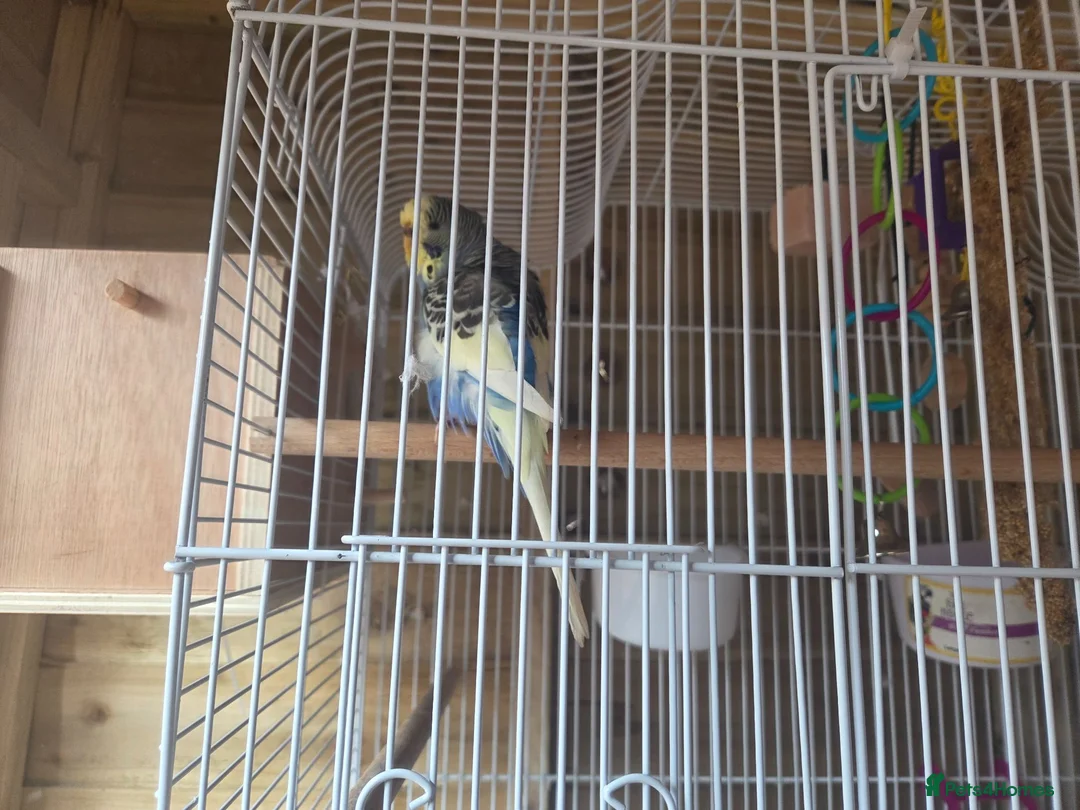 Budgerigars birds for sale: 2x budgies for sale - Advert 2