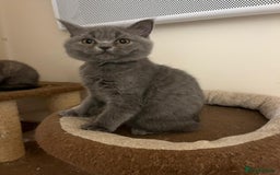 British Shorthair cats for sale: 3 BSH female kittens remaining-  ready now.  - Image 9