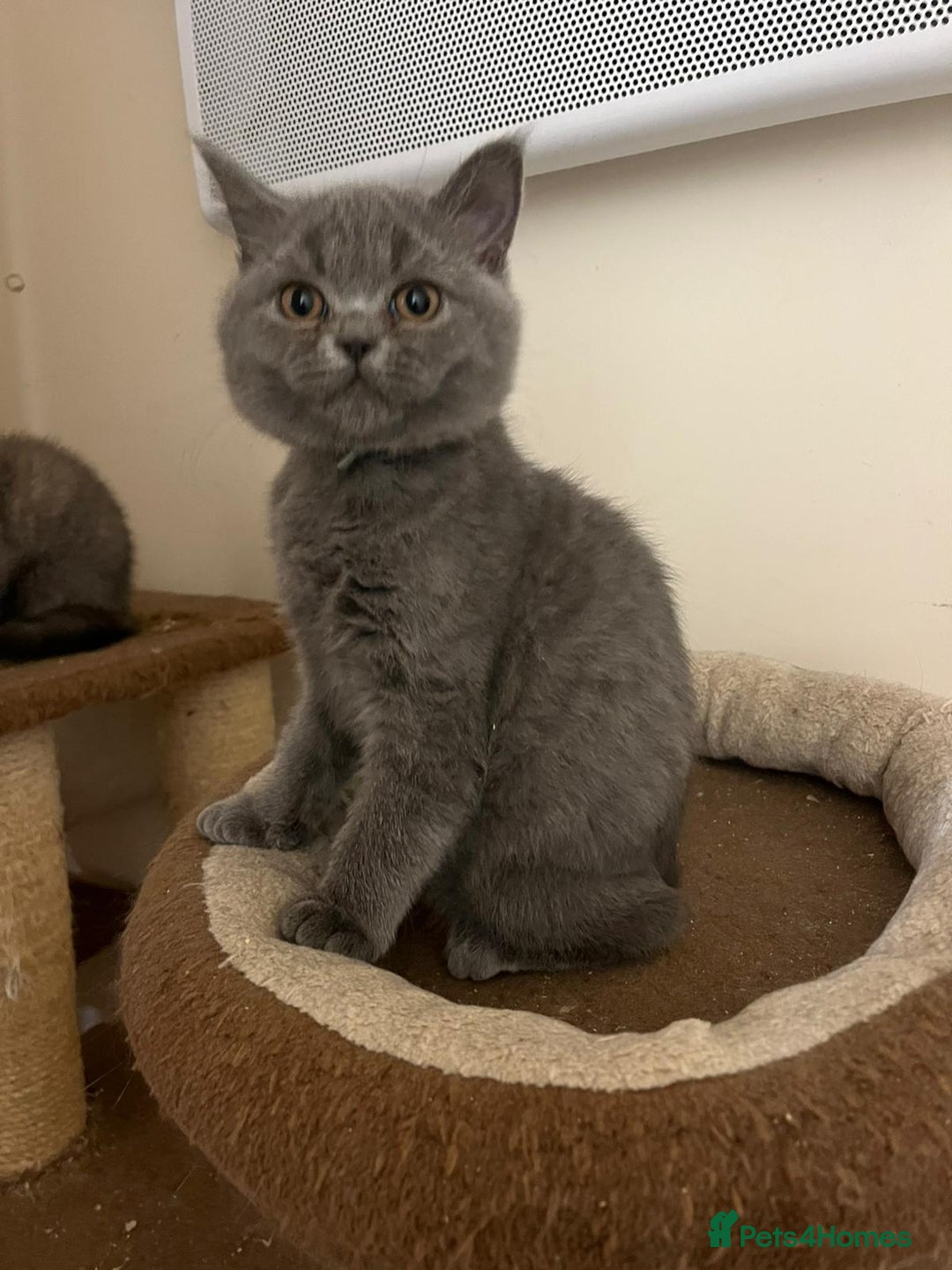 British Shorthair cats for sale: 3 BSH female kittens remaining-  ready now.  - Image 9