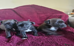 Patterjack dogs for sale: Patterjack Pups - Image 8