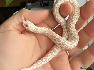 Snake reptiles for sale: Western Hognose Hatchlings - Advert 1