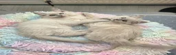 Ragdoll cats for sale: Introducing my litter of Cherubim Ragdolls in Newport-on-Tay - Advert 4