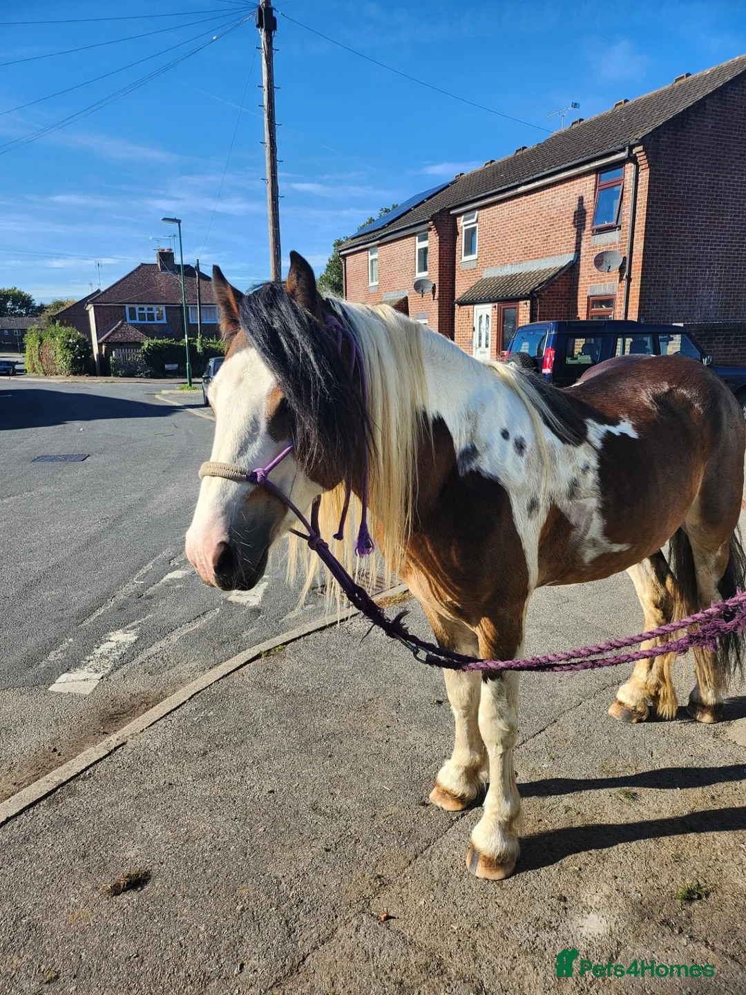 Irish Cob horses for sale: Irish cob - Advert 2