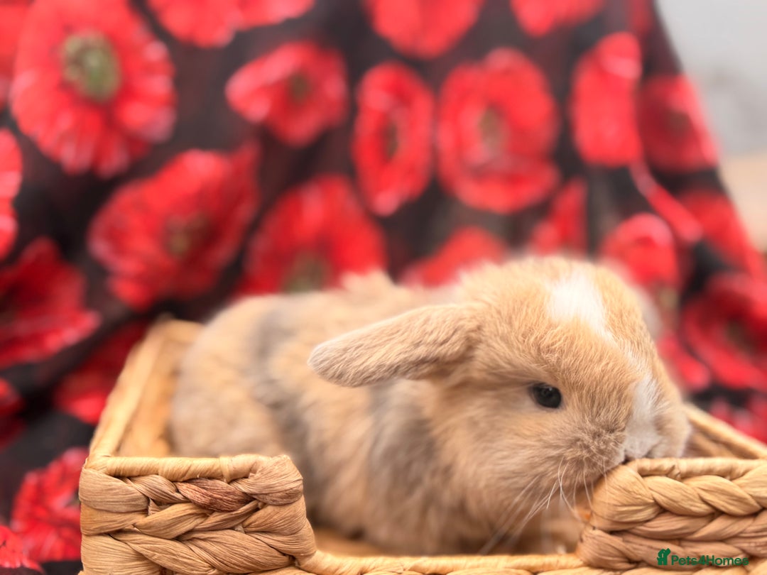 Mini Lop rabbits for sale: Mini lops looking for good homes  - Advert 7