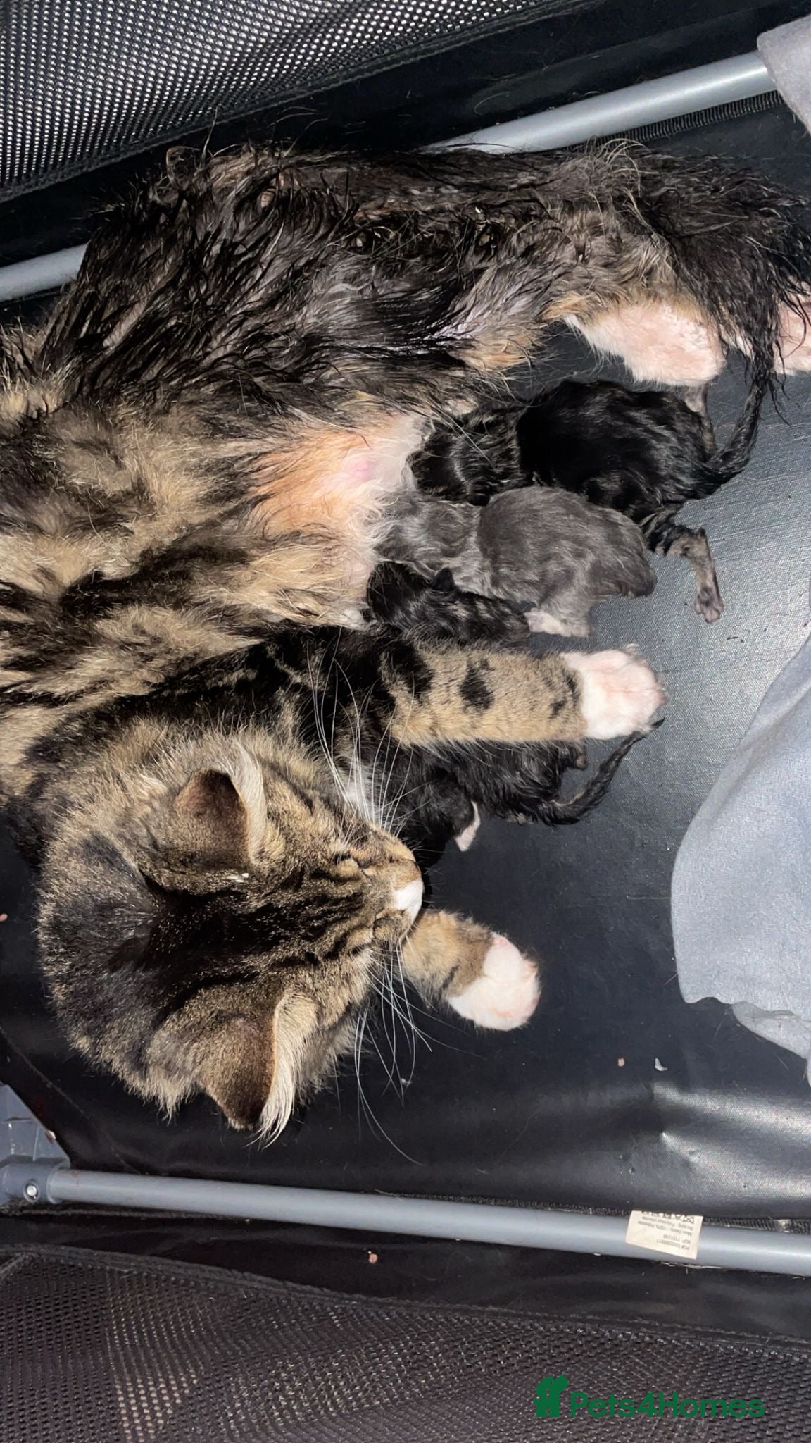 Maine Coon cats Maine coon kittens - Advert 17