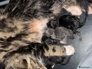 Maine Coon cats Maine coon kittens - Advert 17