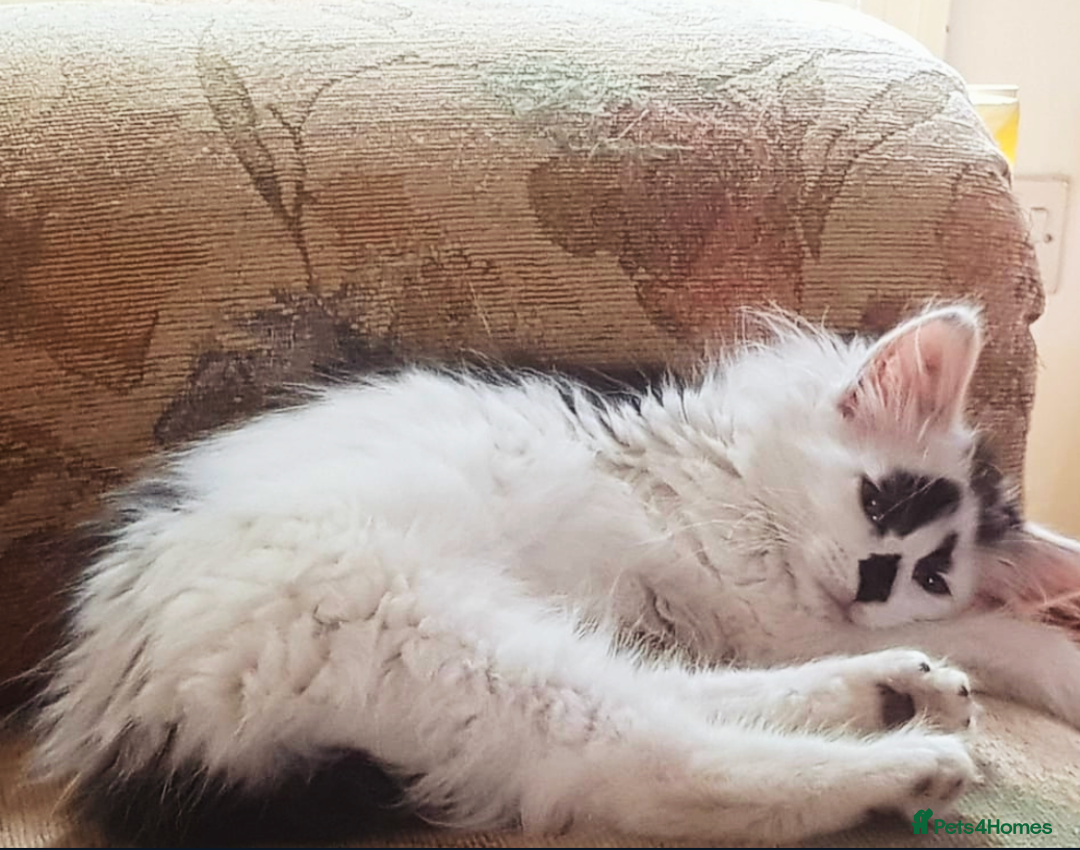 Domestic Shorthair cats for sale: Beautiful kittens ready for loving homes  - Image 8