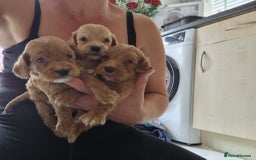 Cockapoo dogs for sale: Cockapoo puppies  - Image 17